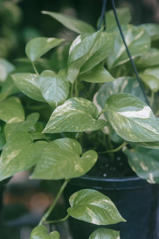 a close up of a plant in a pot, pearlized, lush foliage, speckled, albino