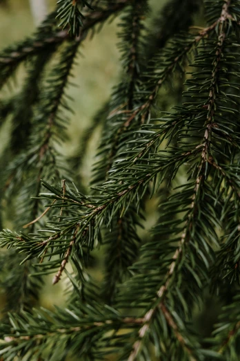 a close up of a pine tree branch, inspired by Elsa Bleda, unsplash, renaissance, multi - layer, handcrafted, dark green, long
