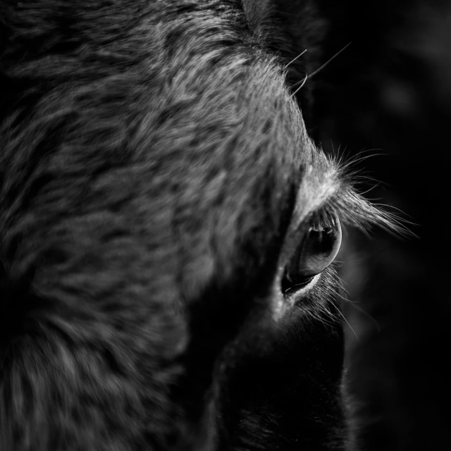 a black and white photo of a cow, by Adam Marczyński, pexels contest winner, intricate eye detail focus, pony, portrait of black labrador, an abstract