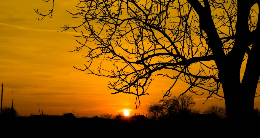 the sun is setting behind a tree with no leaves, by Mirko Rački, fan favorite, yellow, sunset view, orange sun set