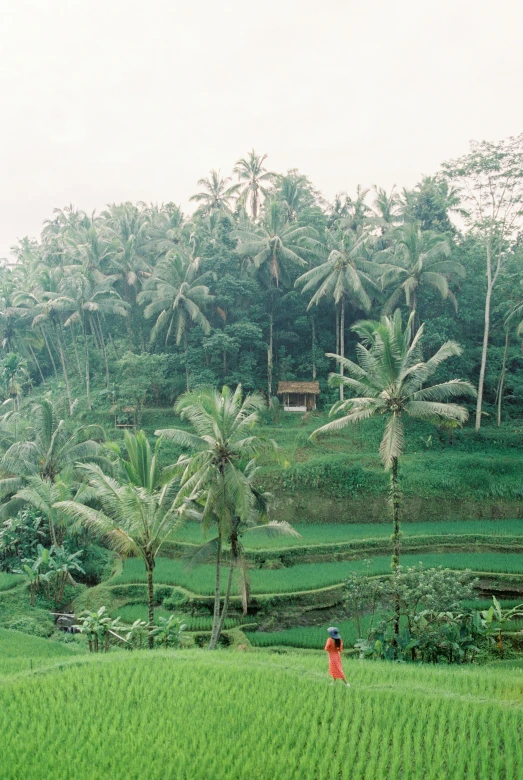 a person walking through a lush green field, sumatraism, in 1 9 9 5, bali, instagram post, panoramic