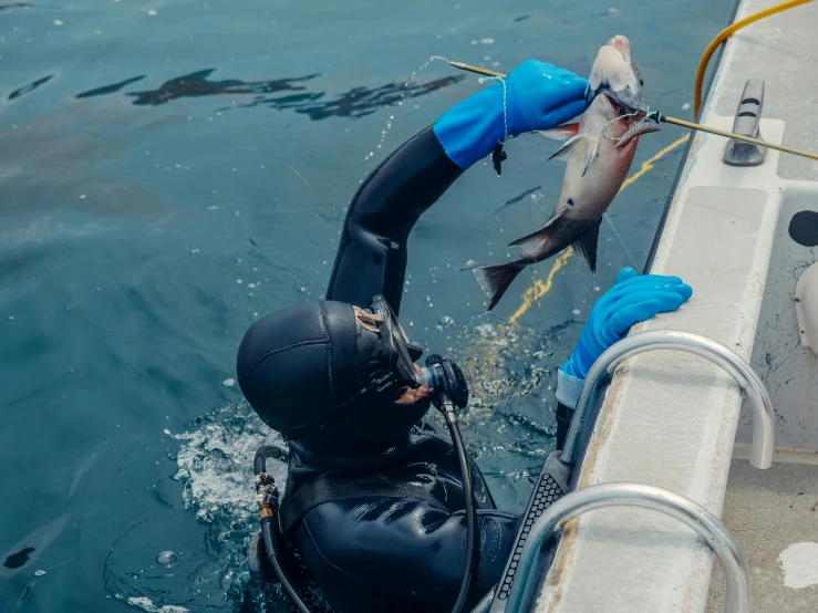 a man in a wet suit holding a fish, plating, blue shark, humans exploring, victoria siemer