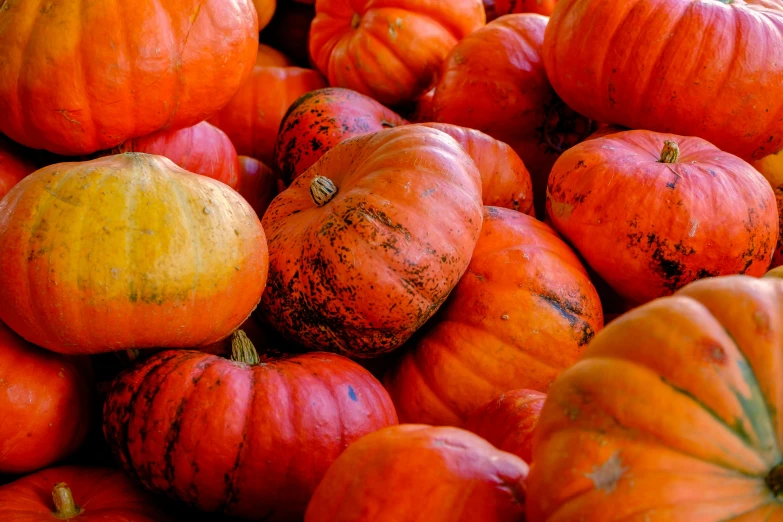 a pile of orange and yellow pumpkins sitting on top of each other, pexels, vibrant red colors, 🦩🪐🐞👩🏻🦳, chilean, grey