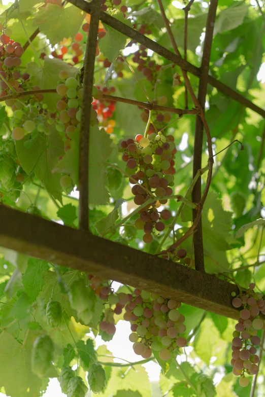 a bunch of grapes growing on a vine, renaissance, berries inside structure, back towards camera, hanging, lots of light