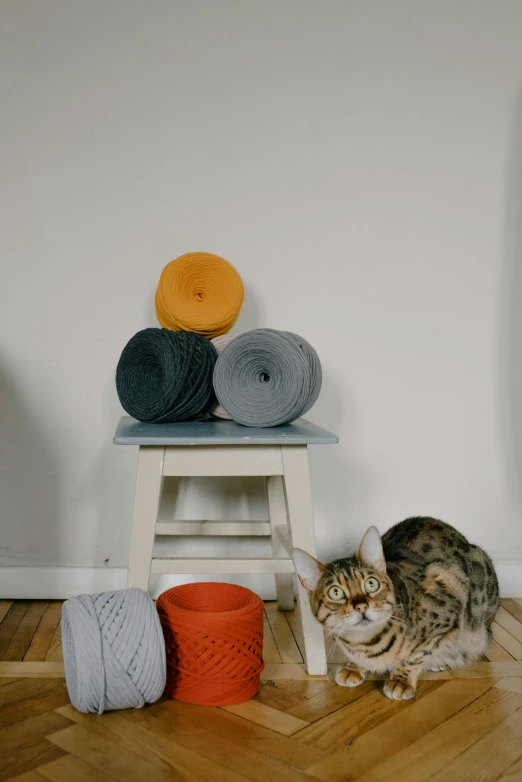 a cat standing on top of a hard wood floor, yarn ball, dark grey and orange colours, collection product, sitting on the throne