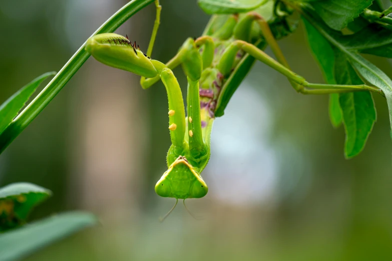 a close up of a praying mantisce on a plant, mantis, viewed from the ground, lime green, shot with sony alpha 1 camera