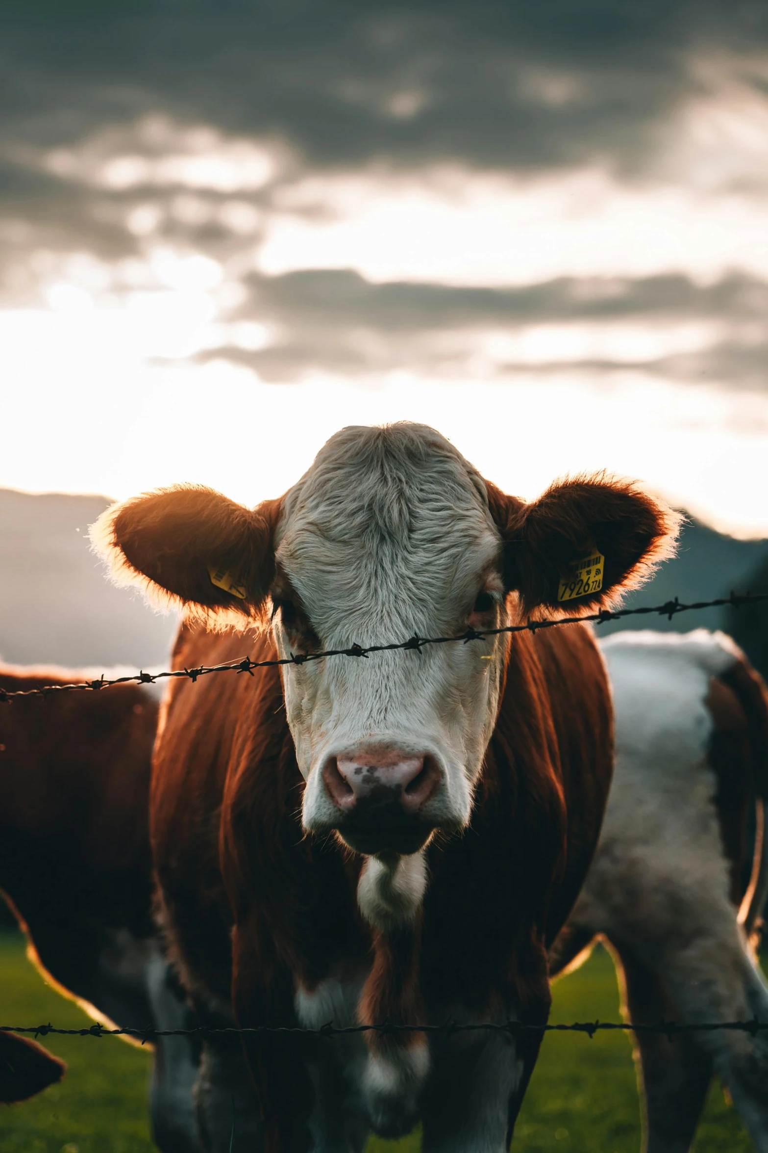 a brown and white cow standing next to a barbed wire fence, pexels contest winner, moody evening light, instagram post, concerned expression, college