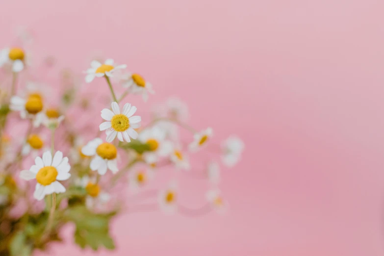a vase filled with white and yellow flowers, by Emma Andijewska, trending on unsplash, minimalism, pink background, chamomile, shot on sony a 7, macro photography 8k