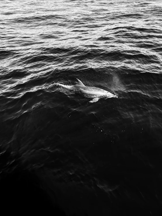 a black and white photo of a body of water, a black and white photo, by Daniel Gelon, dolphin swimming, lurking, courtesy mbari, over the head of a sea wolf