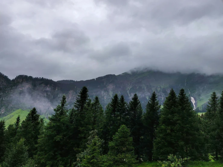 a herd of cattle grazing on top of a lush green field, by Muggur, pexels contest winner, hurufiyya, dark pine trees, at evening during rain, alpes, panorama view