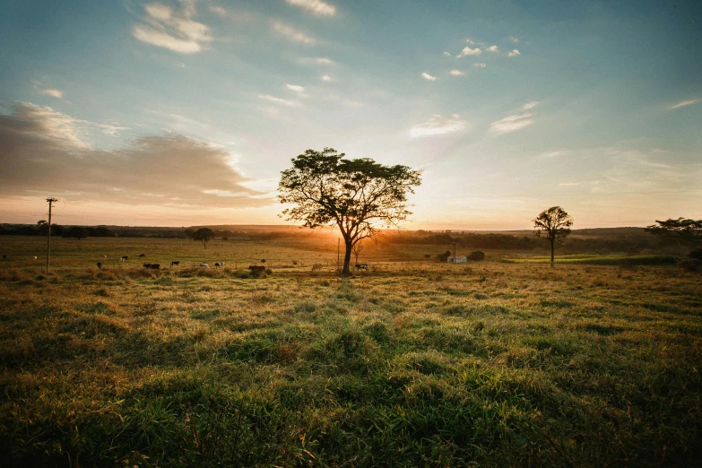 a lone tree in a grassy field at sunset, unsplash contest winner, australian bush, lush farm lands, lots of sunlight, sri lankan landscape