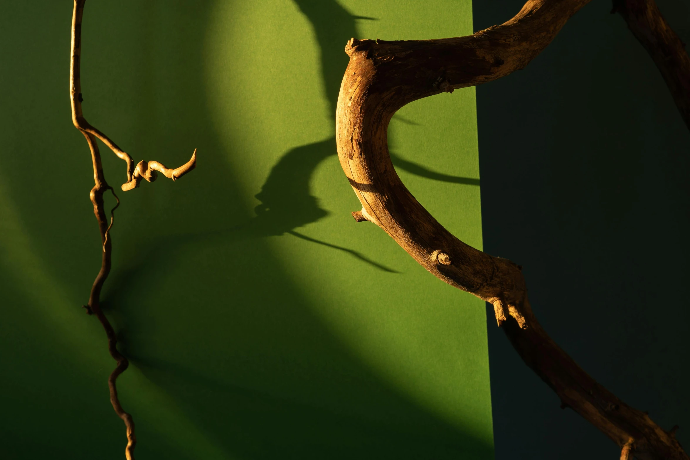 a branch casts a shadow on a green wall, inspired by Lucio Fontana, trending on pexels, conceptual art, driftwood, evening sunlight, shadowy creatures, clemens ascher