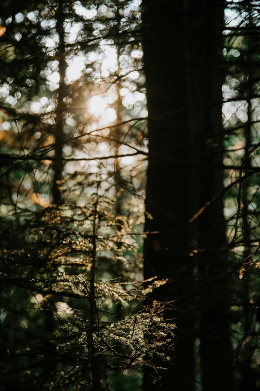 the sun is shining through the trees in the forest, inspired by Elsa Bleda, unsplash photography, evening light, multiple stories, hemlocks