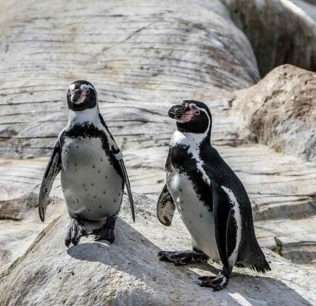 a couple of penguins standing on top of a rock, a portrait, pexels contest winner, south african coast, zoo, a wooden, celebrating