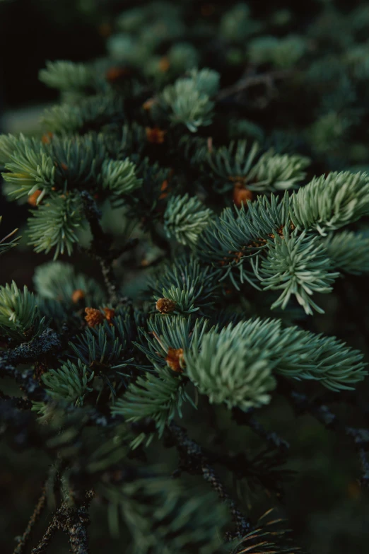 a close up of a pine tree with green needles, an album cover, inspired by Elsa Bleda, trending on unsplash, colorado, high quality photo, shot on hasselblad, a cozy