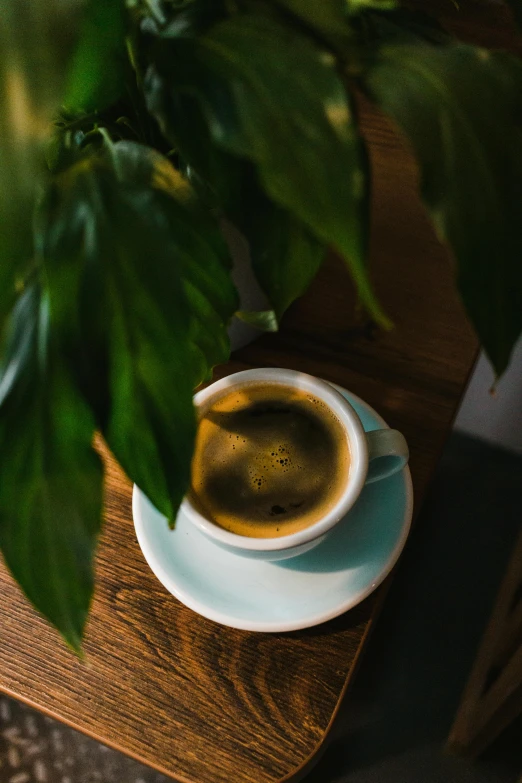 a cup of coffee sitting on top of a wooden table, inspired by Elsa Bleda, unsplash, renaissance, lush foliage, tall, high quality image”, multiple stories