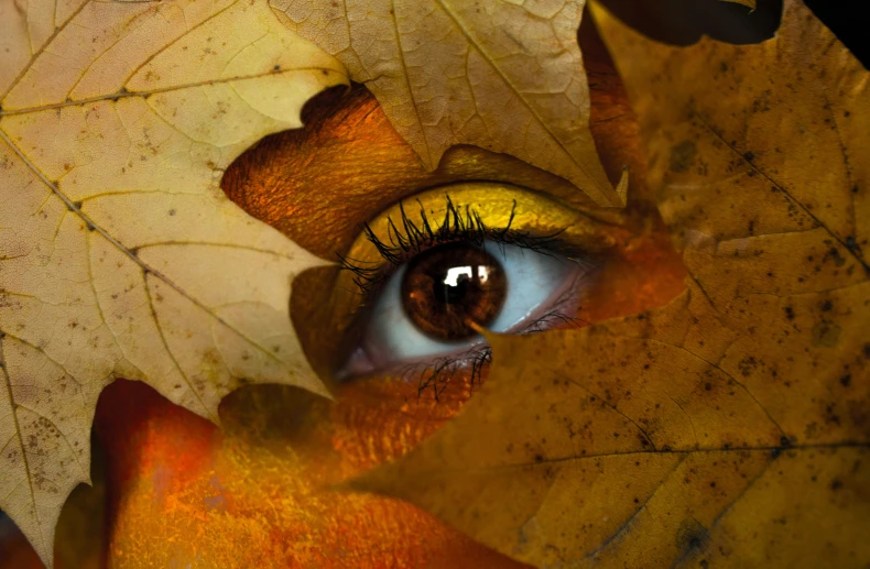 a close up of a person with a leaf on their face, an album cover, trending on pixabay, golden yellow eyes, autumn! colors, human eye, brown