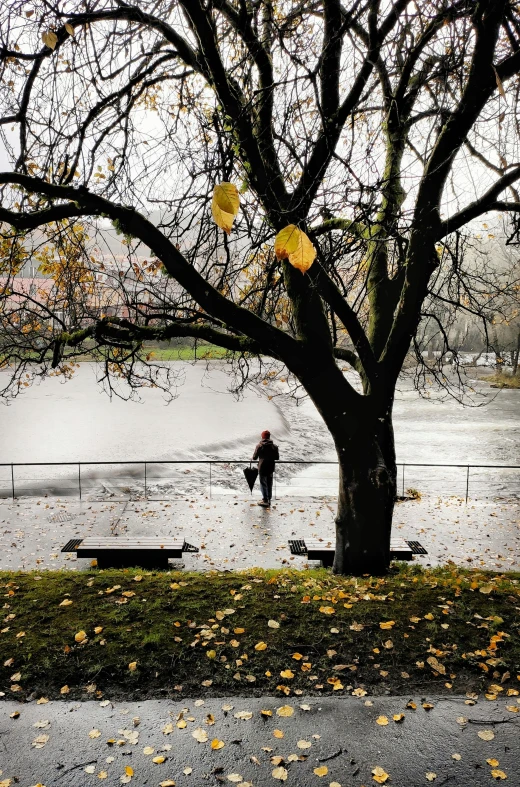 a person standing under a tree in the rain, stockholm, parks and lakes, covered in fallen leaves, & a river