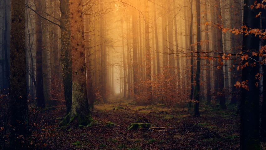 the sun is shining through the trees in the woods, by Eglon van der Neer, pexels contest winner, orange fog, brown, ((forest)), light wood