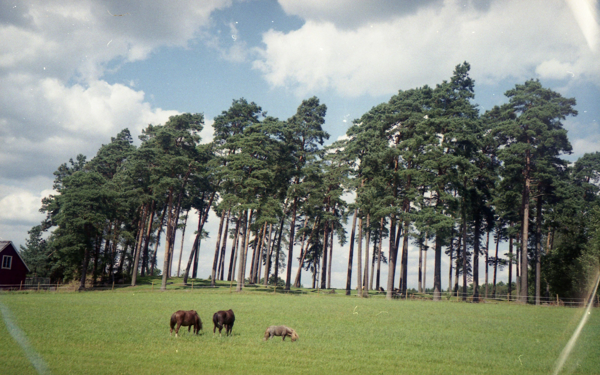 a herd of horses grazing on a lush green field, by Charles Uzzell-Edwards, unsplash, land art, tall pine trees, 3 5 mm slide, 1990s photograph, farming