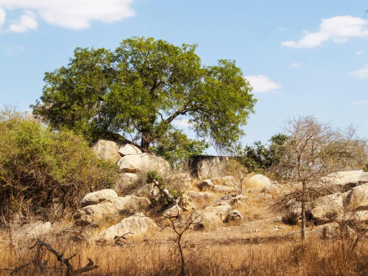 a giraffe standing on top of a dry grass covered field, built into trees and stone, boulders, watertank, photo from the dig site