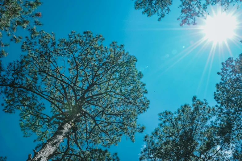 the sun shines brightly through the tops of pine trees, unsplash, light and space, blue sky above, ((trees)), tyndall rays, detailed trees in bloom