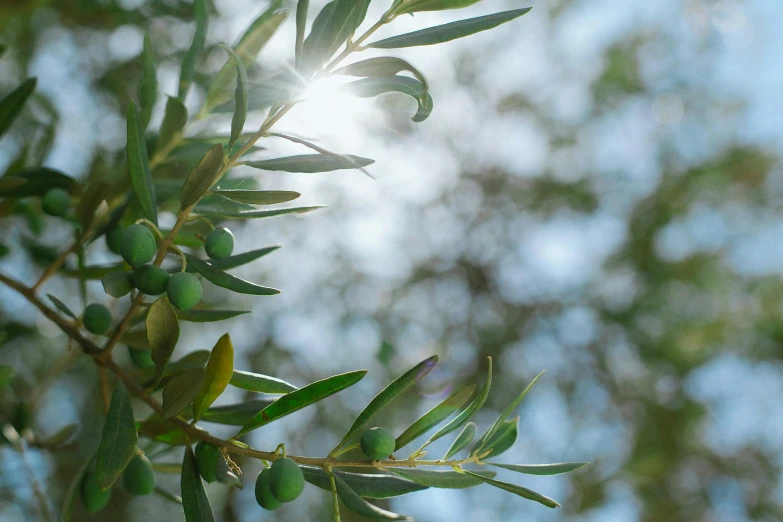 the sun shines through the branches of an olive tree, inspired by Ceferí Olivé, trending on pexels, photorealism, slight bokeh, paul barson, olive oil, made of glazed