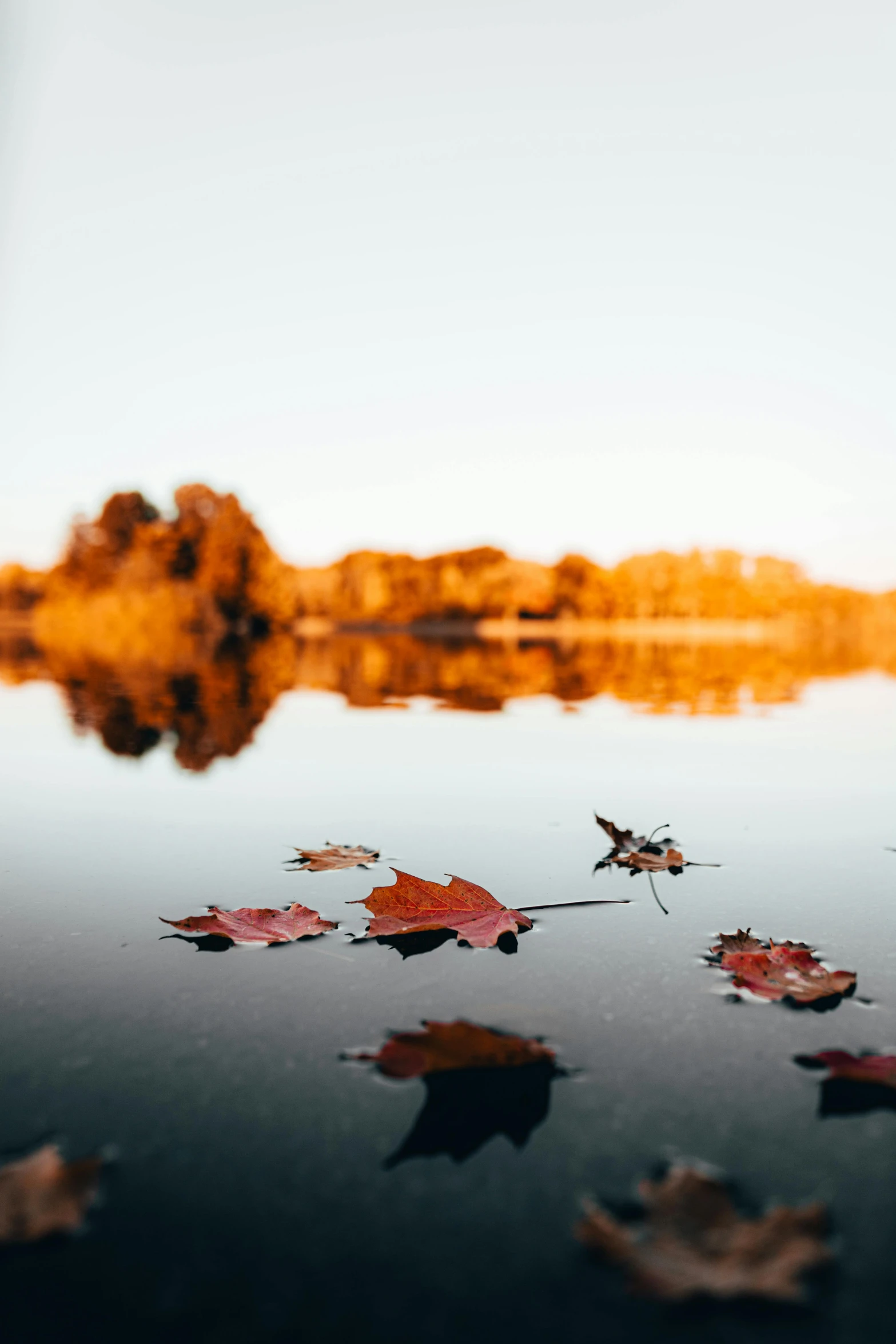 a group of leaves floating on top of a body of water, at the golden hour, beautiful surroundings