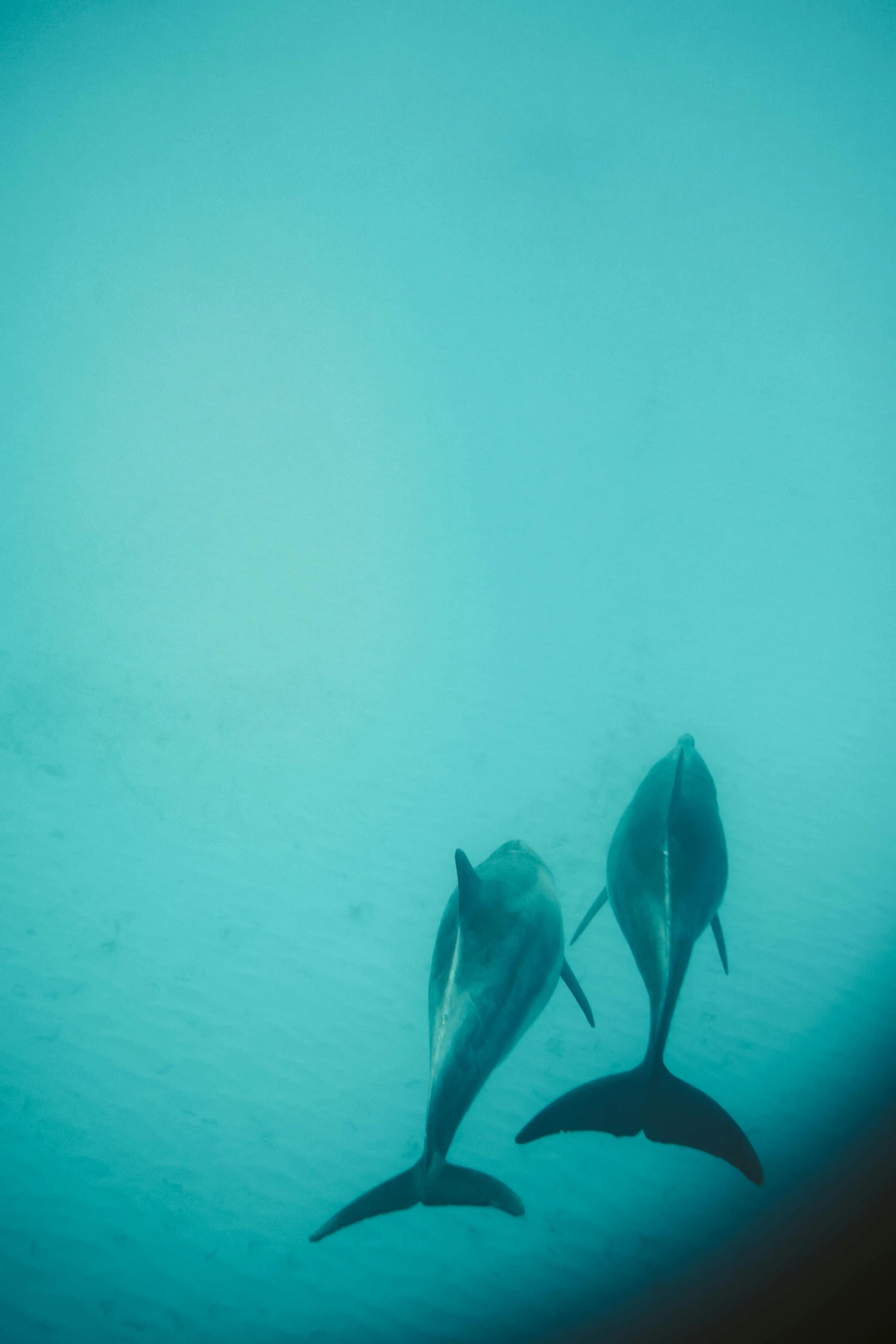 two dolphins swimming side by side in the ocean, a polaroid photo, unsplash, hurufiyya, low quality footage, abandoned scuba visor, deep in thought, laying on their back