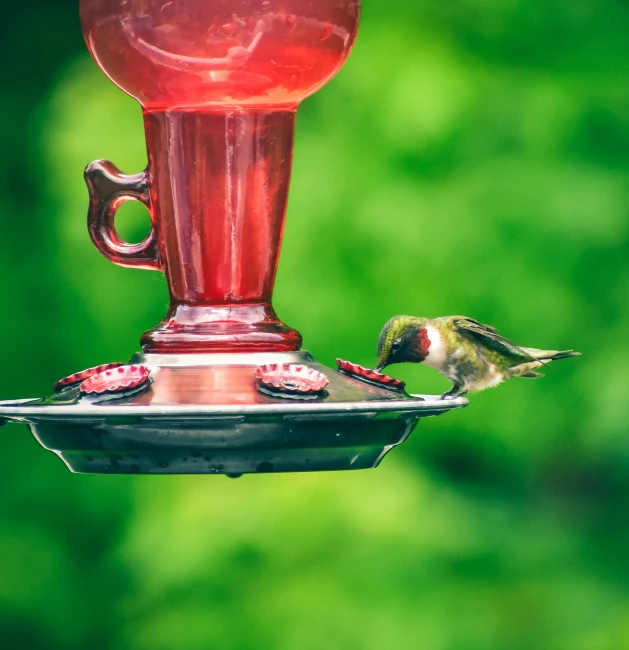 a hummingbird is drinking from a bird feeder, pexels contest winner, arabesque, red dish, drink, from wheaton illinois, made of glazed