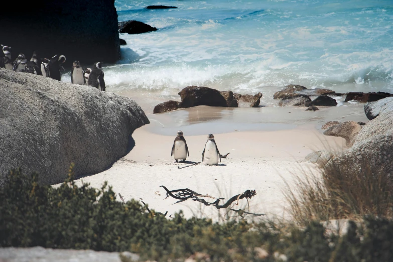 a couple of penguins standing on top of a sandy beach, pexels contest winner, south african coast, ocean spray, a cozy, boulders