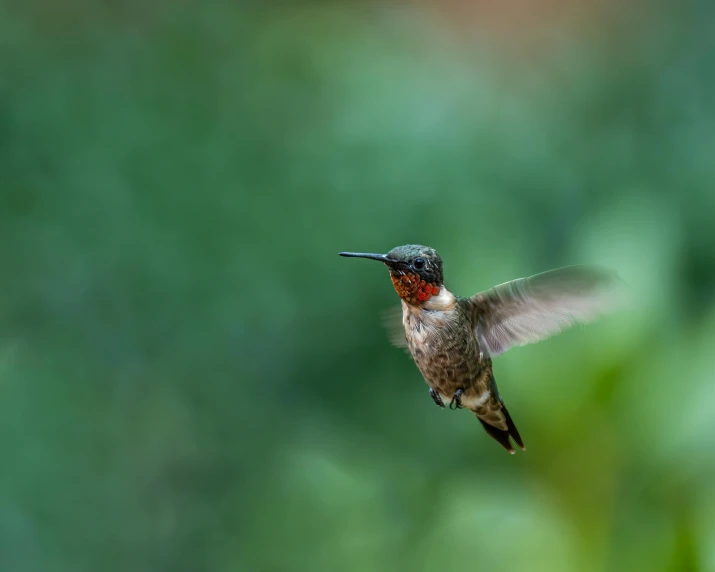 a bird that is flying in the air, an album cover, pexels contest winner, arabesque, bee hummingbird, shallow depth or field, mid-shot of a hunky, super high resolution