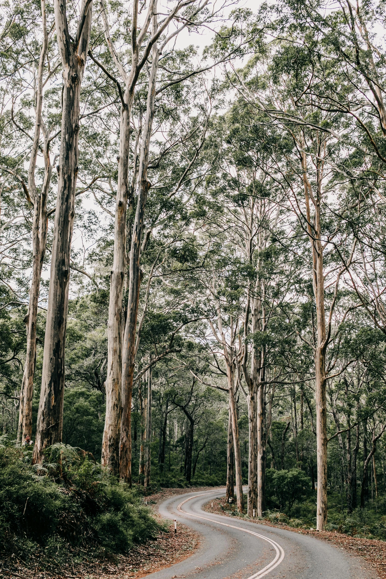 a winding road in the middle of a forest, an album cover, by Elizabeth Durack, unsplash contest winner, australian tonalism, eucalyptus trees, towering high up over your view, in a row, ((trees))