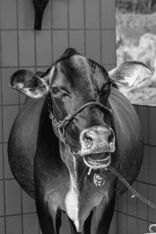 a black and white photo of a cow in a stall, a black and white photo, by Dave Melvin, square nose, ((portrait)), caught in 4k, traditional