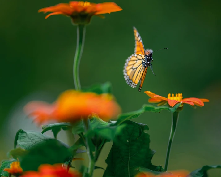 a close up of a butterfly on a flower, by Alison Geissler, pexels contest winner, orange blooming flowers garden, miniature cosmos, take off, paul barson