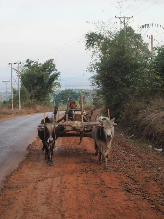 two oxen pulling a cart down a dirt road, by Thomas Furlong, pexels contest winner, dau-al-set, cambodia, hills in the background, lights on, low quality footage