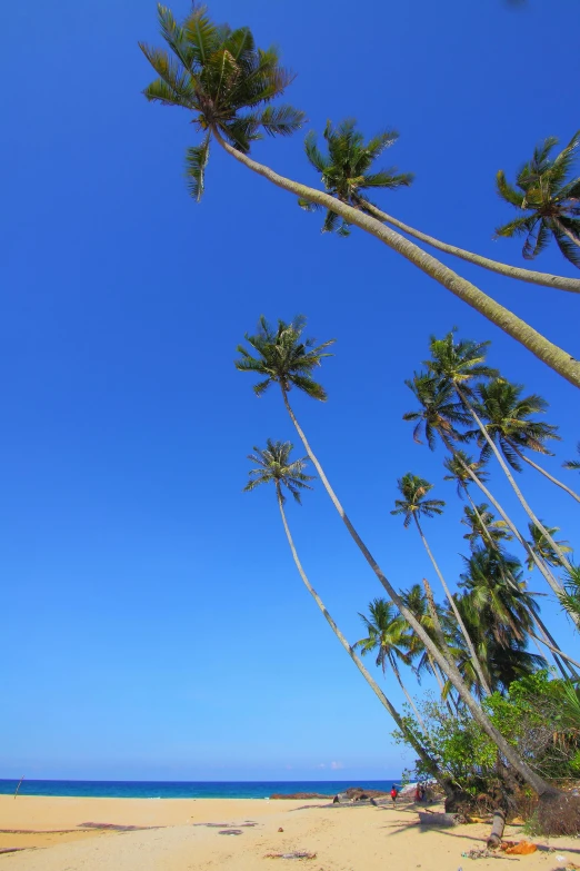 a group of palm trees sitting on top of a sandy beach, hurufiyya, towering high up over your view, clear blue skies, sri lanka, trees!!