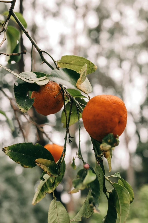 a bunch of oranges hanging from a tree, by Jesper Knudsen, unsplash, in a rainy environment, 💋 💄 👠 👗, california;, soft shade