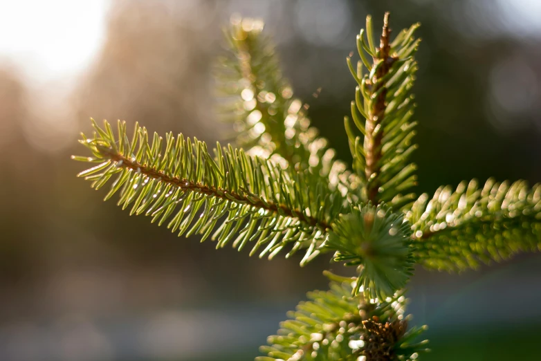 a close up of a pine tree branch, by Andrew Domachowski, unsplash, full morning sun, shot on sony a 7, christmas tree, the tree is growing on a meadow