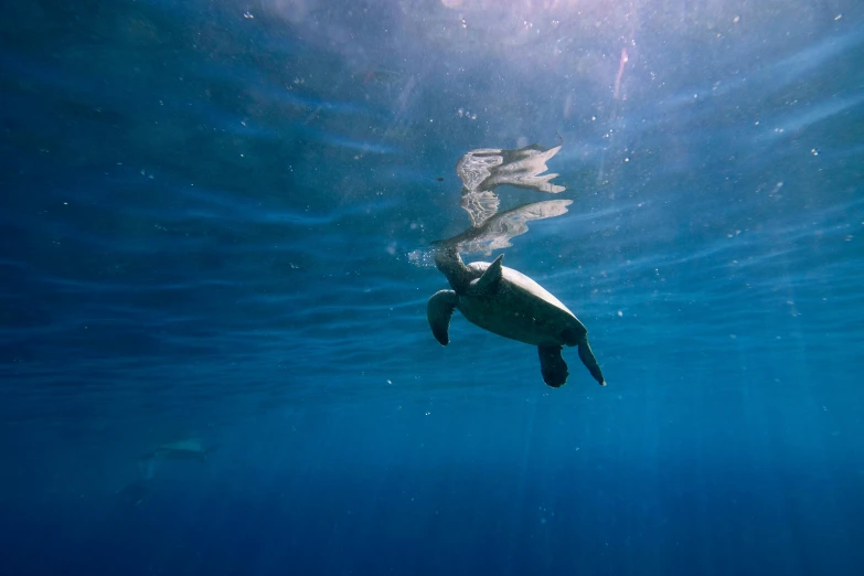 a turtle swimming under the surface of the water, by Daniel Lieske, unsplash contest winner, hurufiyya, rising up from ocean, blue, 🦩🪐🐞👩🏻🦳, natural morning light