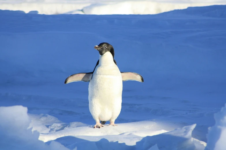 a penguin standing on top of snow covered ground, pexels contest winner, private press, north pole, avatar image, covered in ice, royal photo