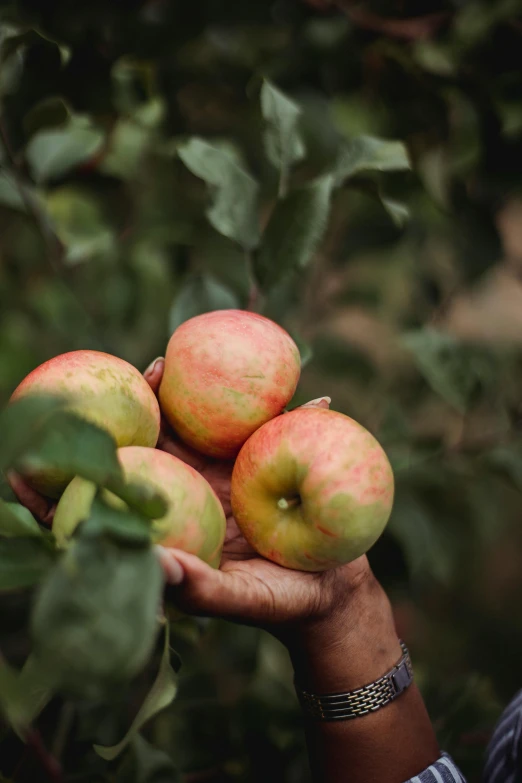 a close up of a person holding a bunch of apples, by Jessie Algie, unsplash, 2 5 6 x 2 5 6 pixels, apple trees, by greg rutkowski, handcrafted