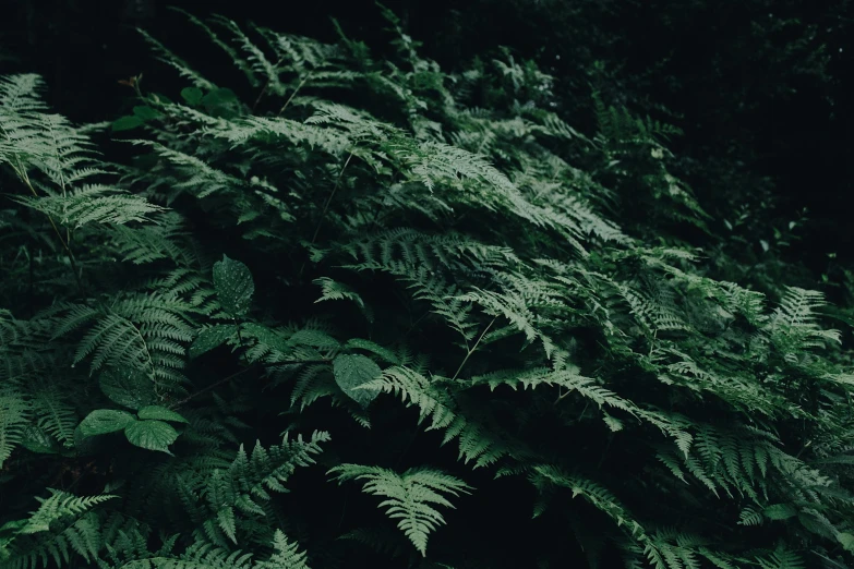 a fire hydrant sitting in the middle of a lush green forest, an album cover, inspired by Elsa Bleda, hurufiyya, overgrown with huge ferns, dark hues, alessio albi, medium format. soft light