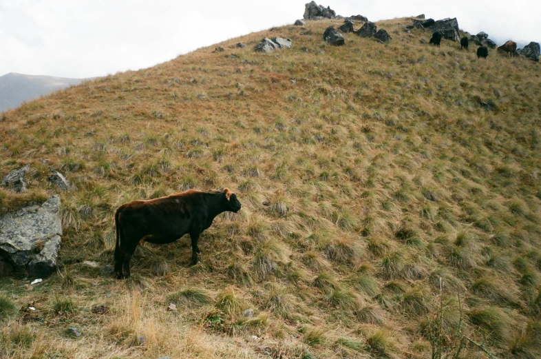 a black cow standing on top of a grass covered hillside, by Jessie Algie, unsplash, figuration libre, medium format, chile, meats on the ground, 2 0 0 0's photo