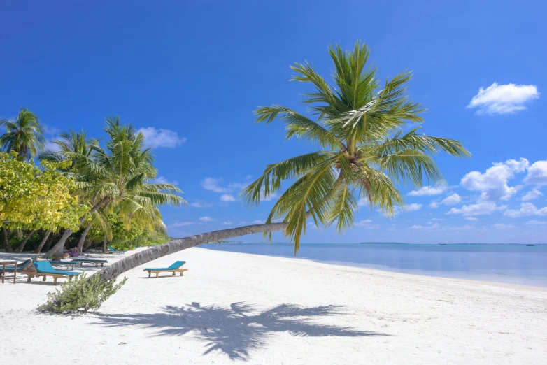 a palm tree sitting on top of a sandy beach, on the ocean
