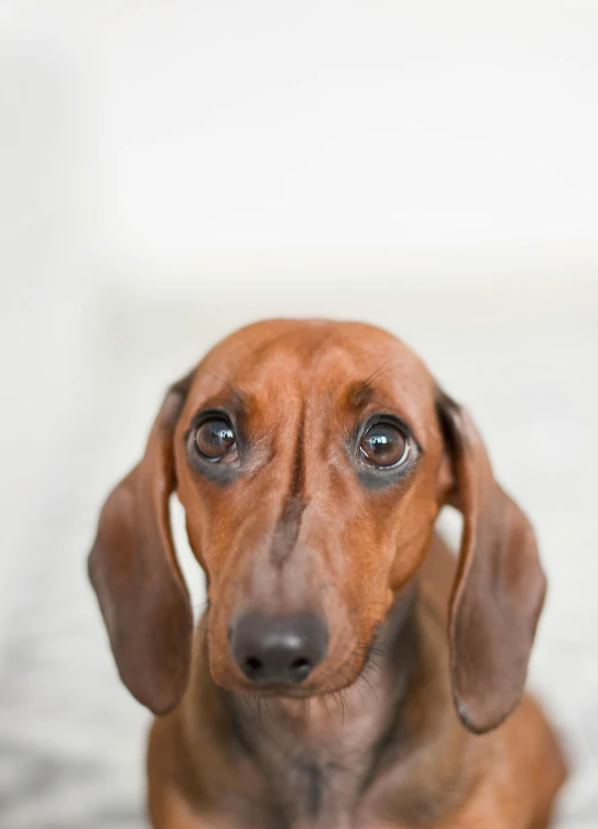 a small brown dog sitting on top of a bed, a portrait, inspired by Elke Vogelsang, trending on unsplash, chorizo sausage, closeup headshot, 15081959 21121991 01012000 4k, dachshund robot