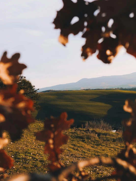 a couple of cows standing on top of a lush green field, by Alexis Grimou, pexels contest winner, sunset with falling leaves, view out of a window, cypresses and hills, slide show