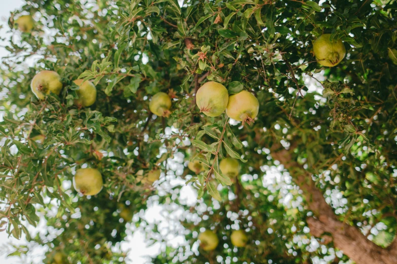 a tree filled with lots of green apples, by Emma Andijewska, unsplash, renaissance, somalia, pomegranate, 🐿🍸🍋, lime and gold hue