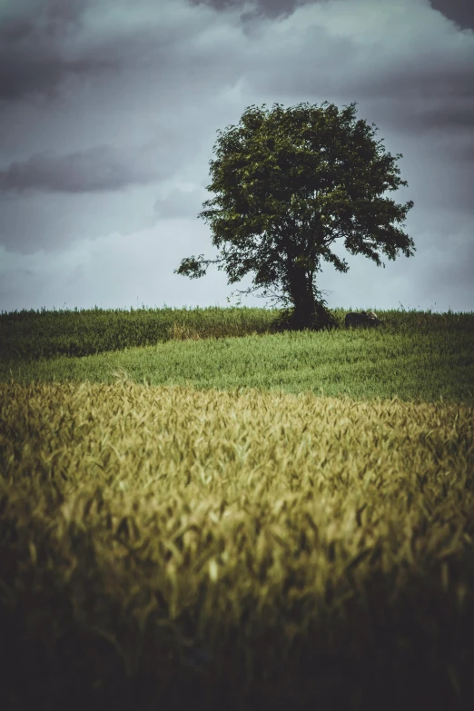 a lone tree in the middle of a field, a picture, unsplash contest winner, renaissance, grain”, gold and green, lower saxony, vintage color