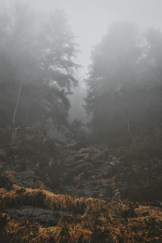 a foggy forest filled with lots of trees, looking down a cliff, dark and gritty, forest clearing, grey